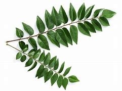 Curry Leaves - 1 Bunch